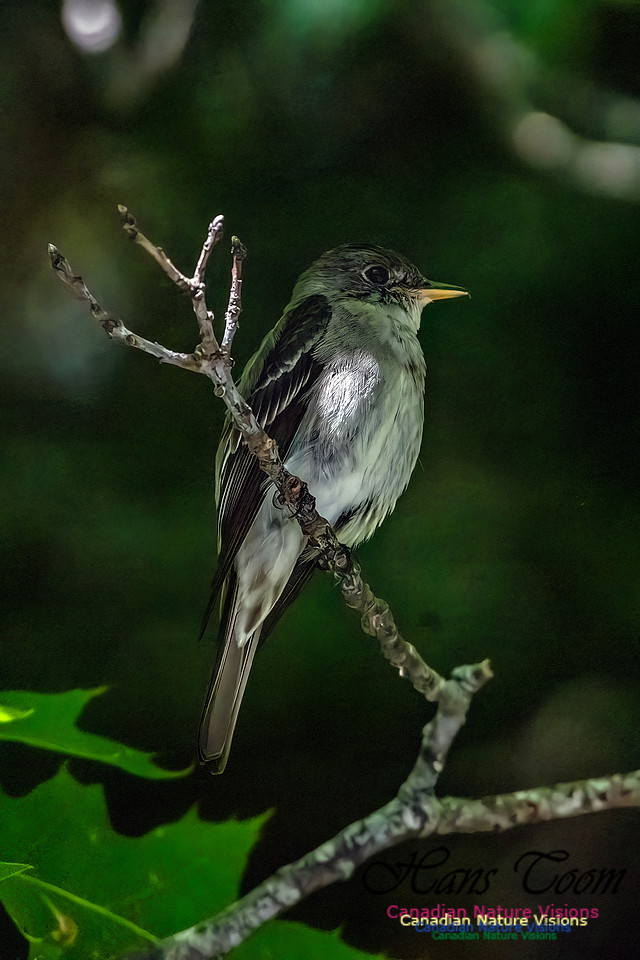 Eastern Wood Pewee 301