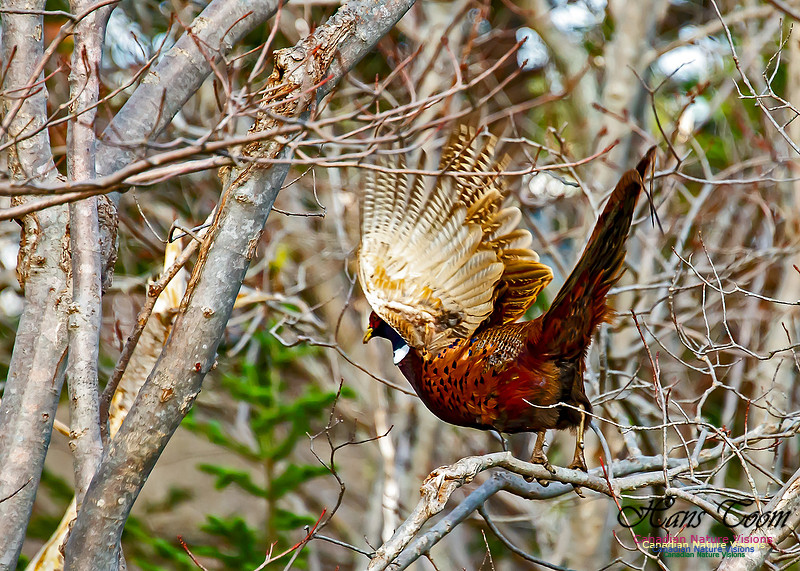 Ring-necked Pheasant 100