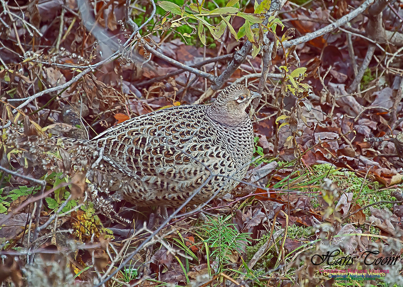 Ring-necked Pheasant 103