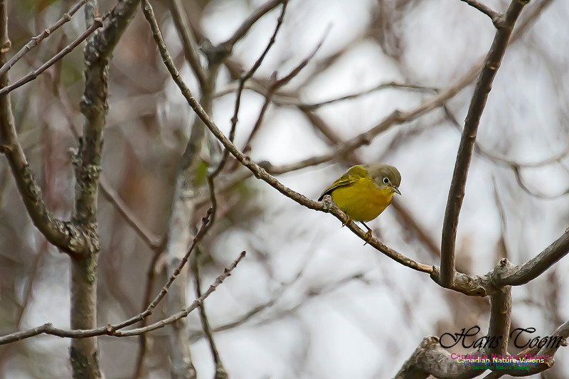 Nashville Warbler 100