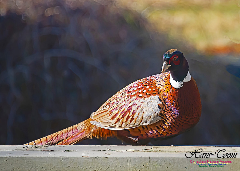 Ring-necked Pheasant 101