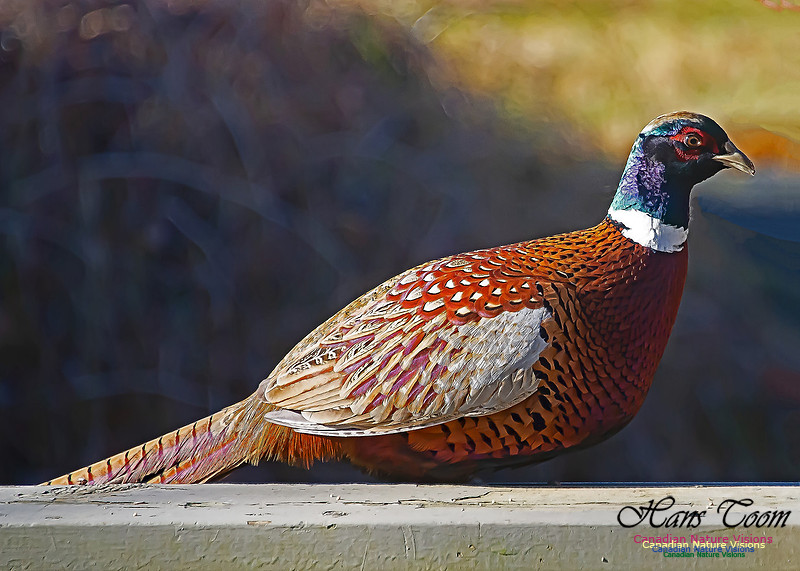 Ring-necked Pheasant 102