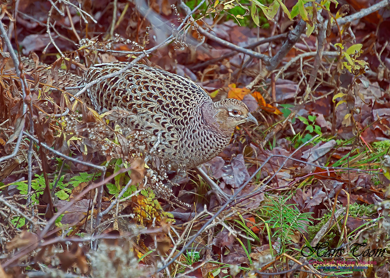 Ring-necked Pheasant 104