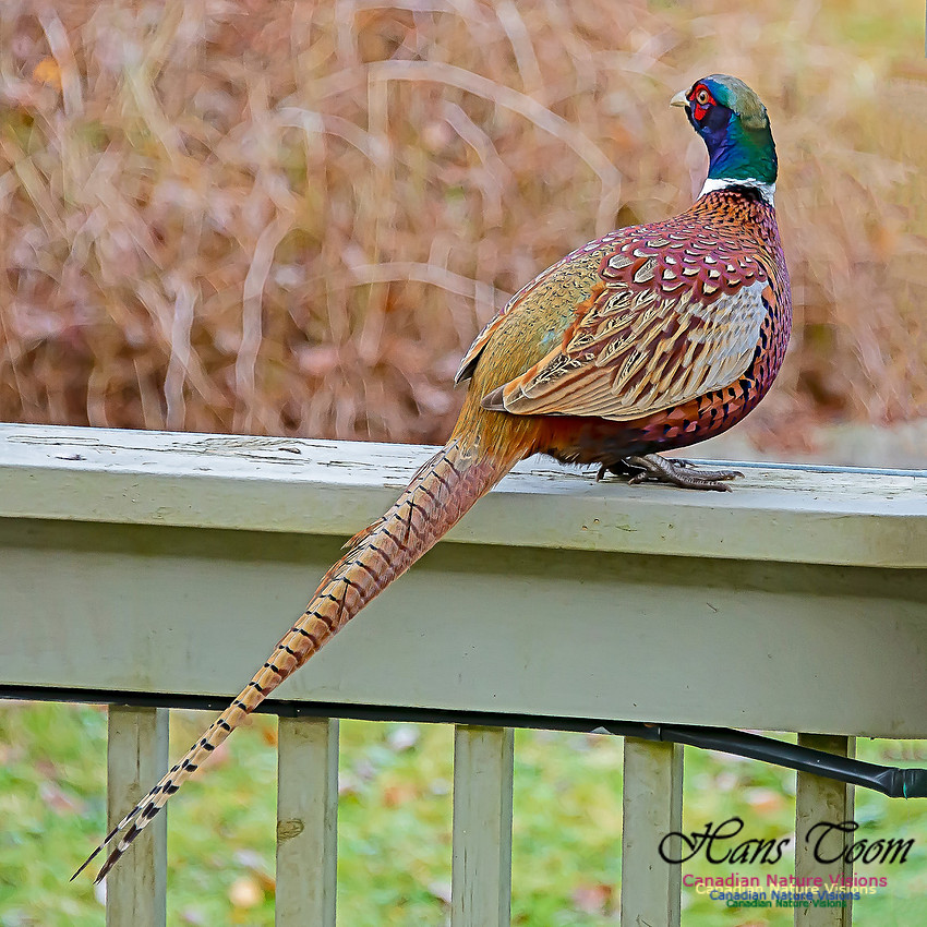 Ring-necked Pheasant 105