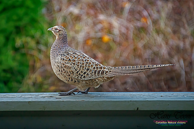 Ring-necked Pheasant 106