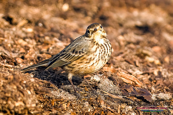 American Pipit 100