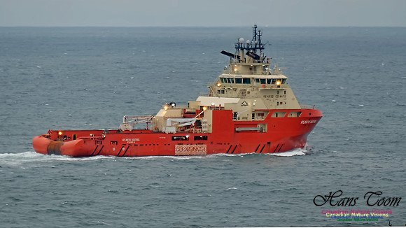 Atlantic Kestrel 100