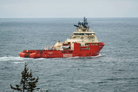 Atlantic Kestrel 101