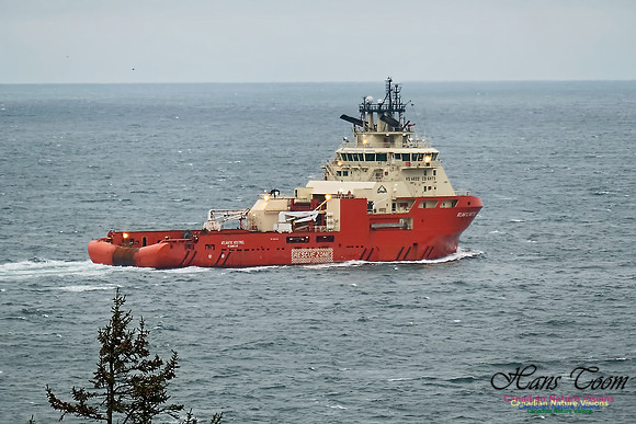 Atlantic Kestrel 101