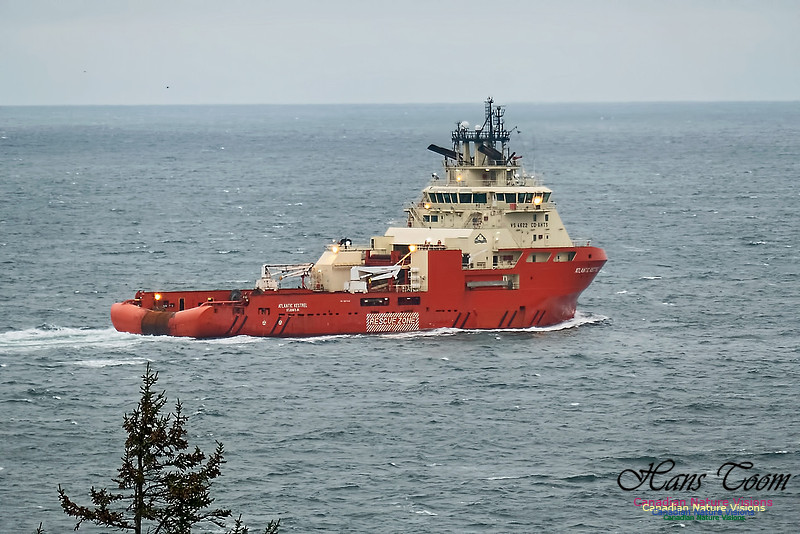 Atlantic Kestrel 101
