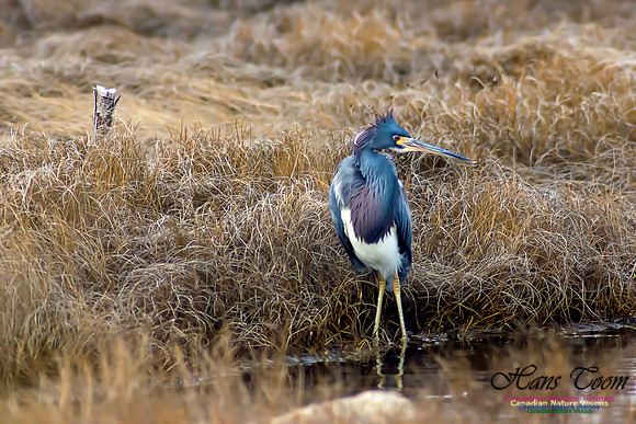 Tricoloured Heron 10