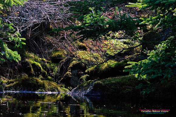 Pond Reflections