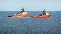 Atlantic Kestrel and Atlantic Kingfisher 100