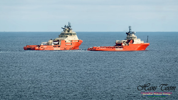 Atlantic Kestrel and Atlantic Kingfisher 100