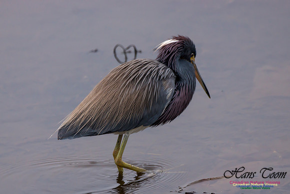 Tricoloured Heron 27