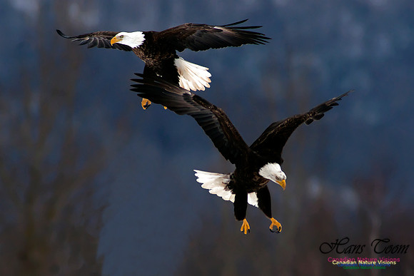Bald Eagle