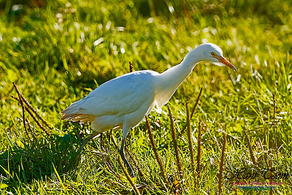 Cattle Egret 101