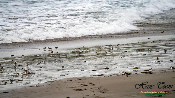 Shorebirds of Hurricane Erin 110