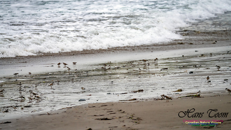 Shorebirds of Hurricane Erin 110