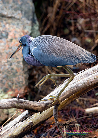Tricoloured Heron 13