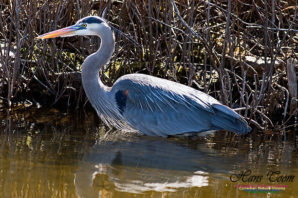 Great Blue Heron