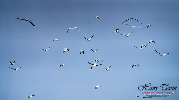 St. Vincent Whales and Gannets 124