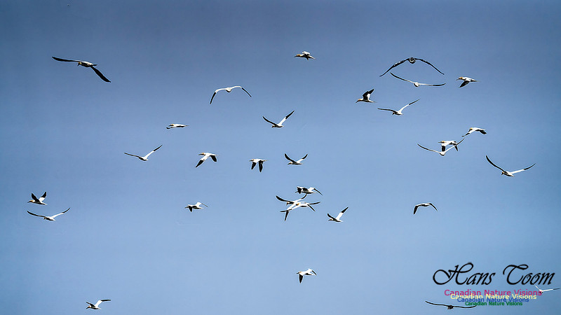 St. Vincent Whales and Gannets 124