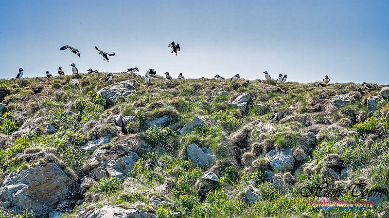 Great Island Puffins 106