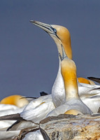 Cape St. Mary's