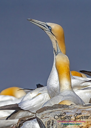 Cape St. Mary's 114