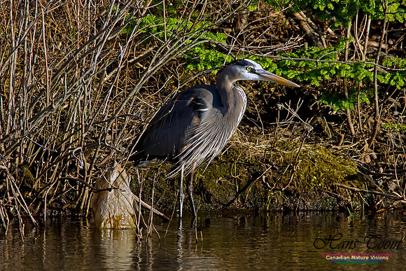 Great Blue Heron