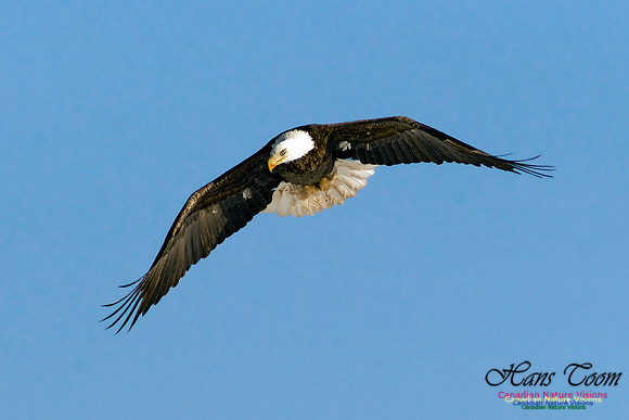 Bald Eagle