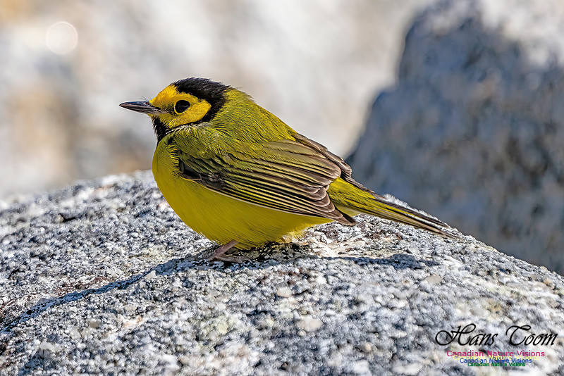 Hooded Warbler 107