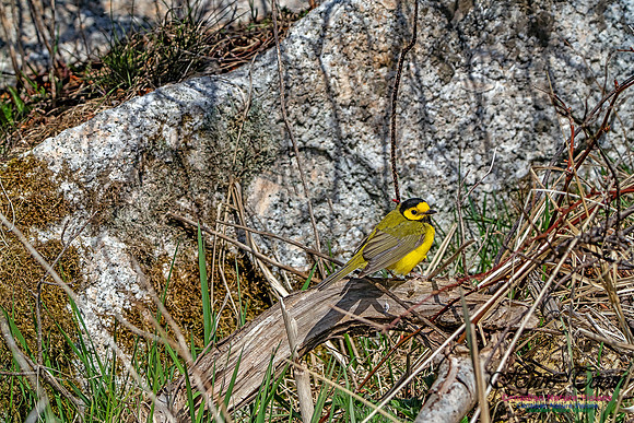 Hooded Warbler 108