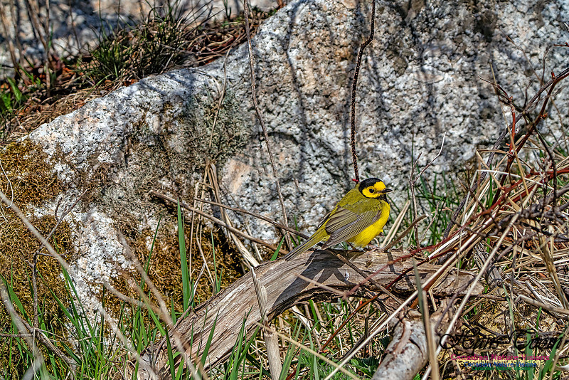 Hooded Warbler 108