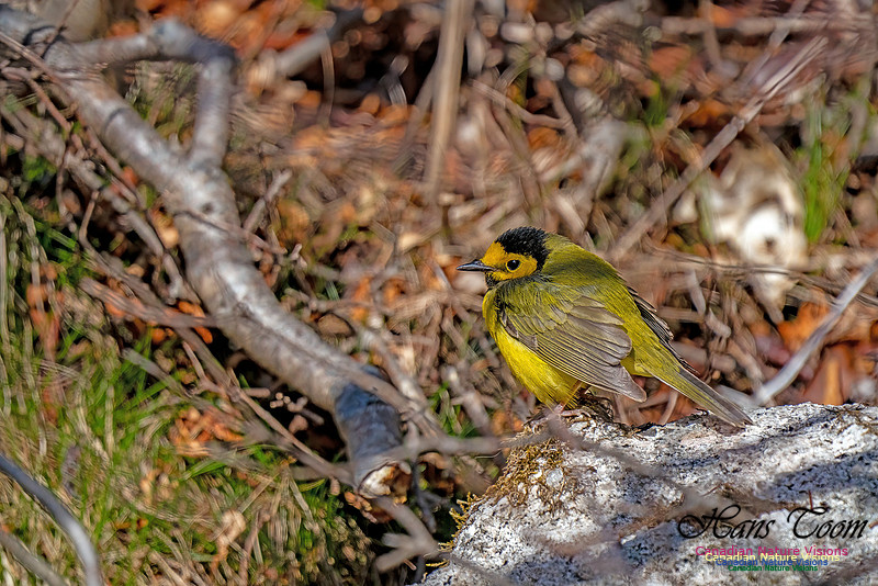 Hooded Warbler 110