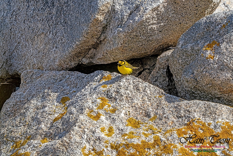 Hooded Warbler 111