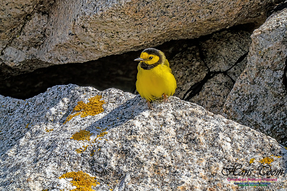 Hooded Warbler 112
