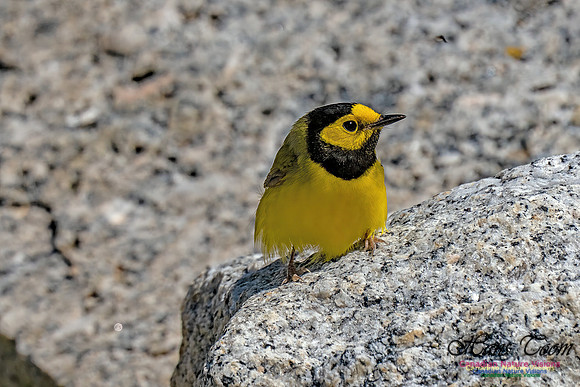 Hooded Warbler 100