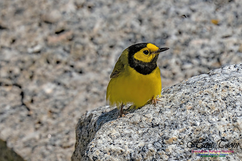 Hooded Warbler 100