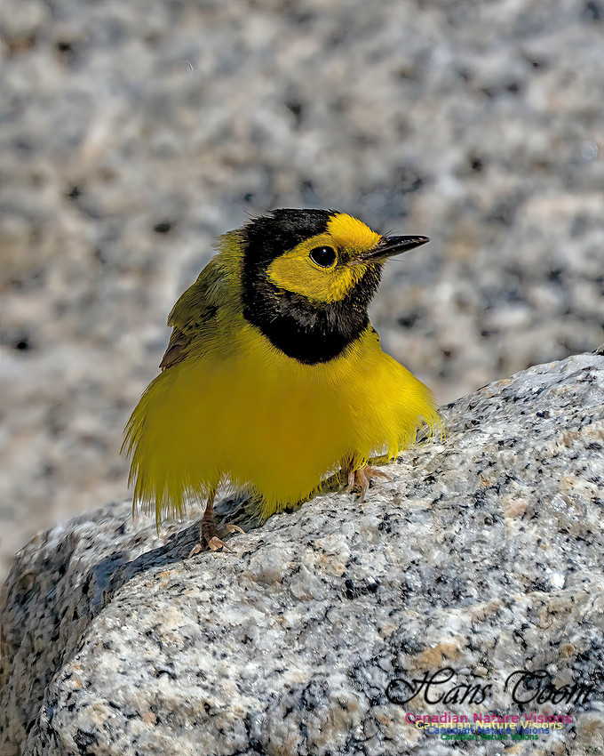 Hooded Warbler 101
