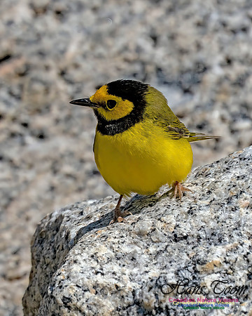 Hooded Warbler 102