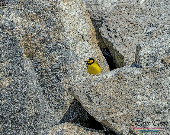 Hooded Warbler 103