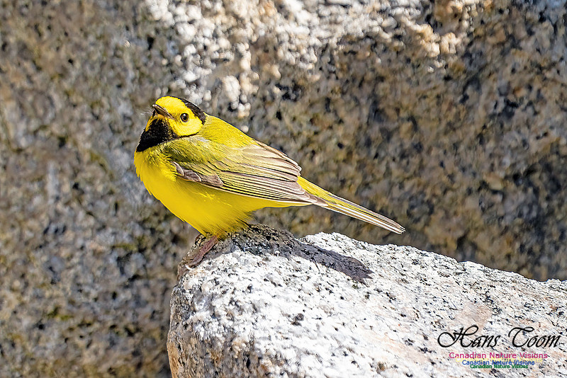 Hooded Warbler 104