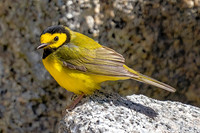 Hooded Warbler
