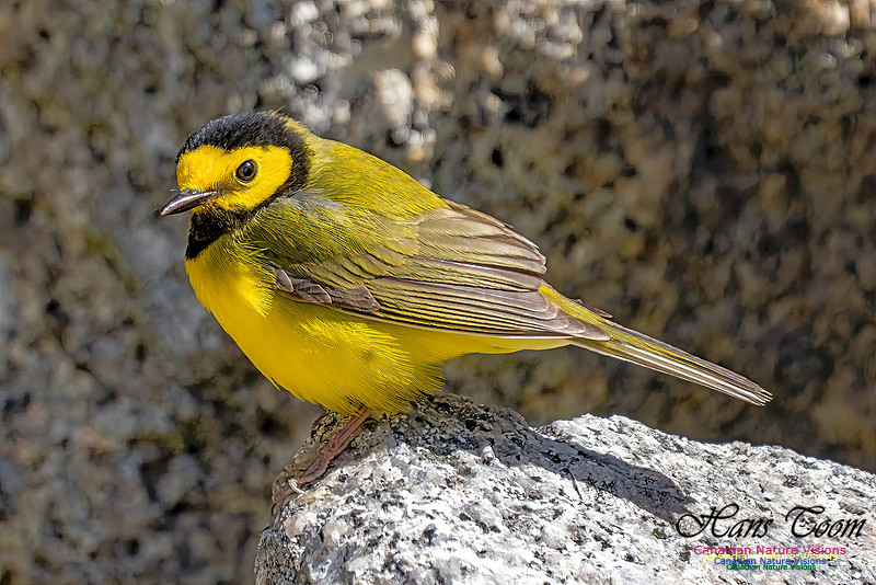 Hooded Warbler 105