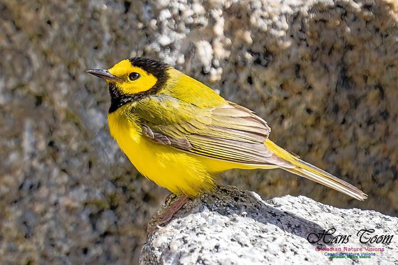 Hooded Warbler 106