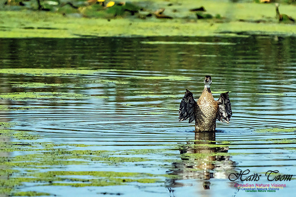 Wood Duck 504