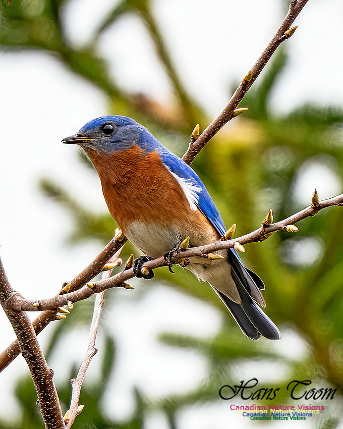 Eastern Bluebird 207