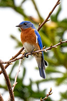 Eastern Bluebird